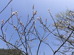 -桃花岭景区