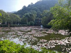 -野象谷景区