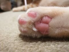 -CAT’S MEWSTAR CAFE·喵星球猫屋(晴湾咖啡店)