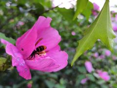 -洋湖国家湿地公园