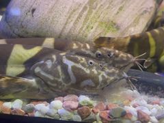 -上海海洋水族馆