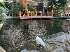 -南宫五洲植物乐园