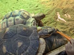 -上海大自然野生昆虫馆