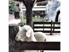 -清迈夜间动物园