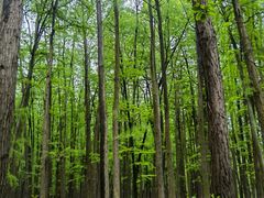 -上海共青森林公园