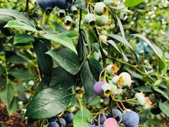 -金谷域澳洲庄园