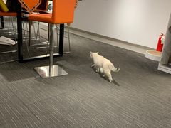 -青岛鸿发智越领克新能源中心