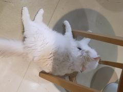 -藏猫猫咖啡主题馆(中央大道店)