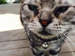 海边的猫和咖啡馆-海边的猫和咖啡馆