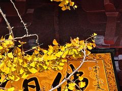 -贡湖湾湿地公园
