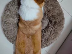 -宠福鑫康馨动物医院·骨科·眼科