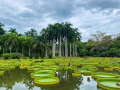 -中国科学院西双版纳热带植物园