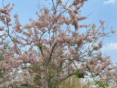 -中国科学院西双版纳热带植物园