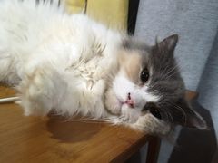 -楼上猫咖(罗湖店)
