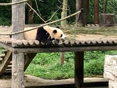 -中国大熊猫保护研究中心雅安碧峰峡基地