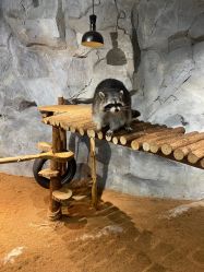 -Zoolung Zoolung动物主题公园(海信广场店)