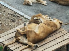 -大连森林动物园