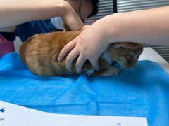 -伟伟宠物医院·CT影像中心·瑞派犬猫综合性门诊(汉口总院)