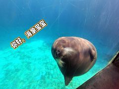 -珠海长隆海洋王国