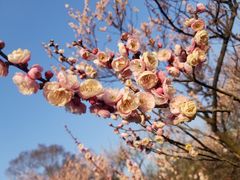 -梅花山(明孝陵内)