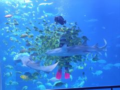 -太平洋海底世界