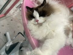 -FAELING PETS美天灵宠物(合生汇店)