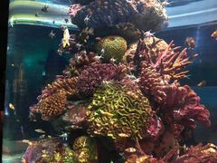 -暹罗海洋世界