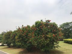 -九里河湿地公园