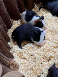 -Zoolung Zoolung动物主题公园(海信广场店)