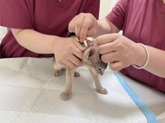 -纳吉亚猫专科动物医院博雅分院