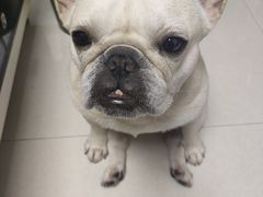 -BABIT巴比特宠物(MOMOPARK店)