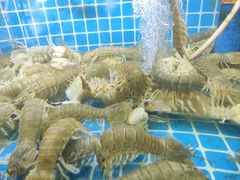 -老东镇啤酒屋海鲜加工·蒸汽海鲜·海鲜烧烤(台东店)