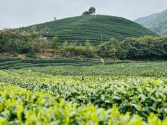 -龙坞茶村