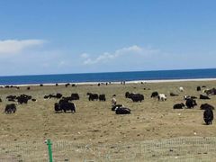 -青海湖国家重点风景名胜区