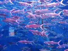 -成都浩海立方海洋公园