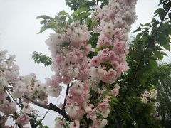 -东坝千亩湖公园