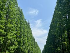 -黄海国家森林公园