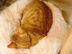 -李小姐の猫咖啡馆(五角场店)