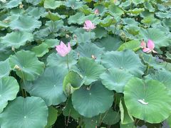 -厦门园林博览苑