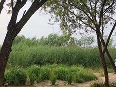 -绿堤公园