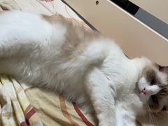 -芭比堂动物医院·24小时·眼科中心(深圳中心)
