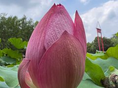 -陈家山荷花公园