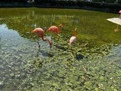 -常州淹城野生动物世界