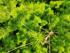 -广西壮族自治区药用植物园