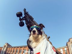 -超宠爱宠物摄影-Super pet