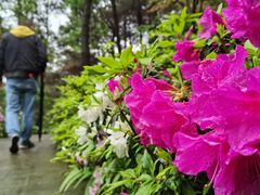 -铁山坪森林公园