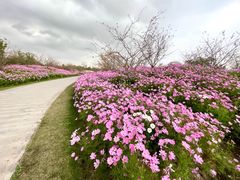 -花开海上生态园
