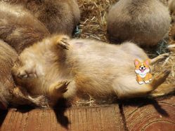 -Zoolung Zoolung动物主题公园(海信广场店)