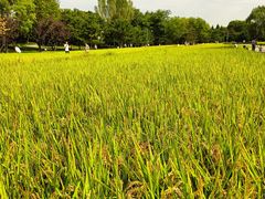 -北坞公园