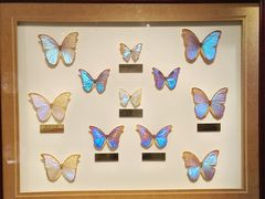 -上海昆虫博物馆